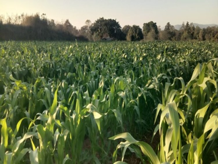 जिले के किसानों को मिल रहा योजनाओं का लाभ : किसान अरूण ने गर्मी के मौसम में धान के बदले दलहन तिलहन और मक्का की कर रहे खेती 