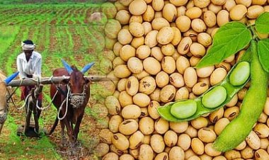 Krwa आशा योजना से दलहन-तिलहन की होगी समर्थन मूल्य पर खरीदी 