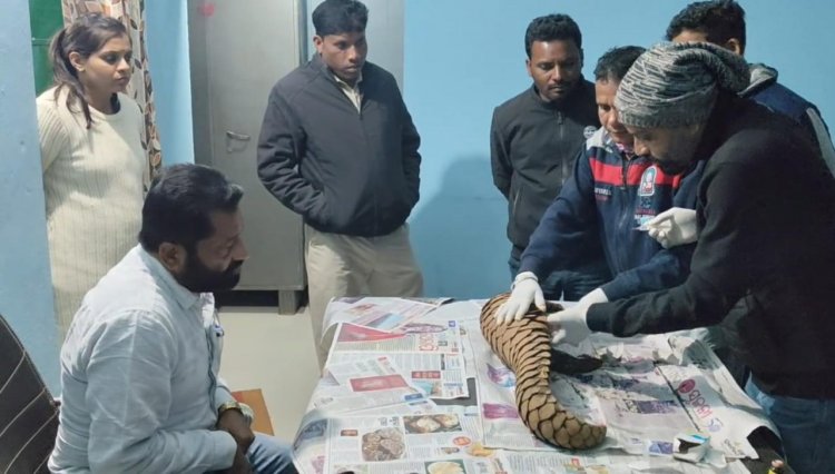 वन विभाग को बड़ी सफलता, अंतर्राज्यीय पेंगोलिन तस्कर गिरोह पकड़ा गया : एक जीवित पेंगोलिन बरामद  