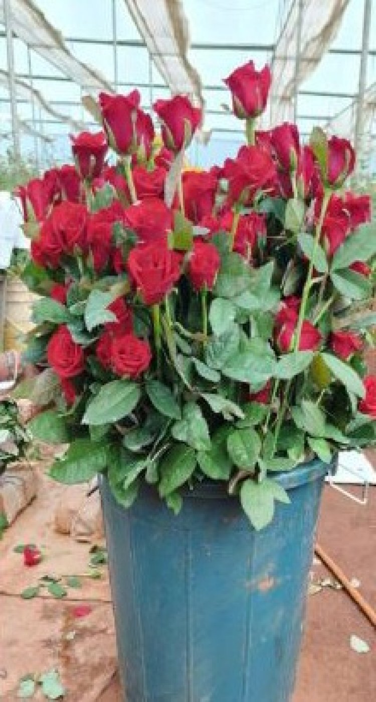 खेतों में अब सिर्फ धान नहीं, खुशबू भी उग रही है,छत्तीसगढ़ में पुष्प खेती से बदल रही किसानों की तकदीर,राज्य में 12 हजार हेक्टयेर में फूल की खेती,,,