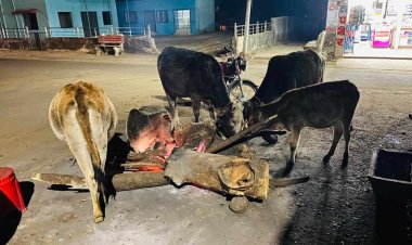 कड़ाके की ठंड में बेजुबान जानवरों को ठंड से राहत दिलाने के लिए पार्षद राहुल भाई पटेल व समाजसेवी सदाशिव बारीक गोदरीपारा के सामुदायिक भवन के पास हर दिन जला रहे है अलाव,,,