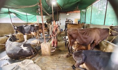 सरकारी योजना से मिली उड़ान, महिला सशक्तिकरण की मिसाल : गृहणी से सफल डेयरी उद्यमी का सफर  