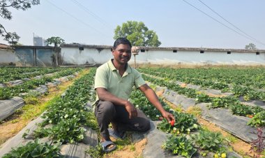 अंबिकापुर : धान की तुलना में स्ट्रॉबेरी की खेती में डबल मुनाफा : उद्यानिकी खेती से बदली किसान की आर्थिक तस्वीर
