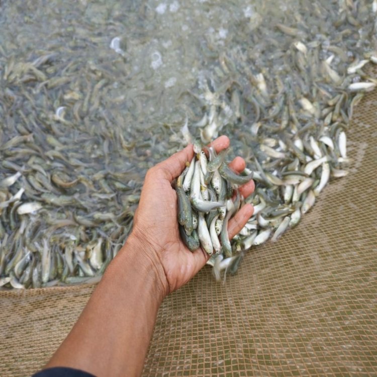 कवर्धा : वैज्ञानिक पद्धति से मछली पालन कर आत्मनिर्भर बने युवा किसान विनय चंद्रवंशी