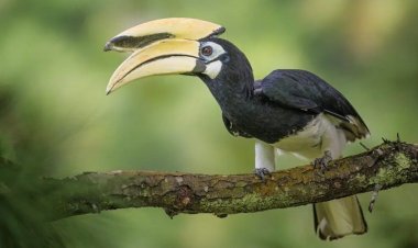 दुर्लभ हॉर्नबिल संरक्षण की विशेष पहल :उदंती-सीतानदी में विकसित हो रहे प्राकृतिक उद्यान