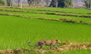 मां से बिछड़कर खेत में पहुंचा चार माह का तेंदुए का शावक