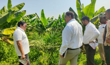 खाद्य तेल में आत्मनिर्भरता की ओर छत्तीसगढ़ : राज्य में 10,796 हेक्टेयर क्षेत्रों में ऑयल पाम की खेती