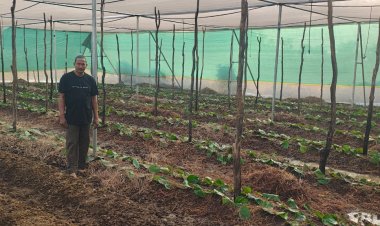 पान की विलुप्त होती खेती को नया जीवन, छुईखदान में पान अनुसंधान केन्द्र की स्थापना  