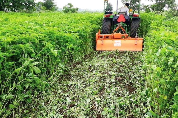 धान की फसल के लिए हरी खाद सर्वोत्तम विकल्प, कृषि विभाग का विशेष अभियान,