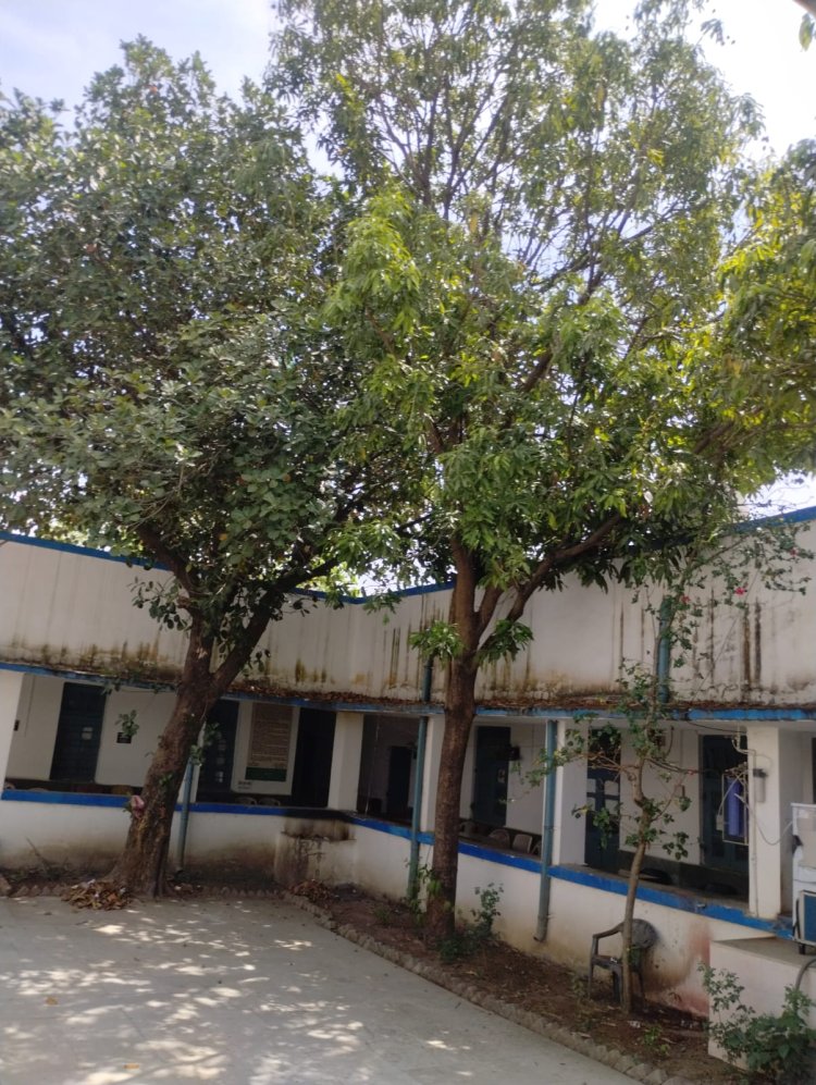 मनेन्द्रगढ़ न्यायालय परिसर बना प्राकृतिक आकर्षण का केंद्र,  परिसर के अंदर लगे लीची, आम, कटहल से लदा न्यायालय परिसर लोगो को कर रहा आकर्षित,,,